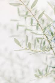 Olive Tree Print Olive Tree Wall Art Italy Art Print Etsy In 2020 Italy Art Print Botanical Wall Art Italy Art