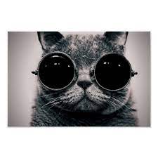 Cool Cat Poster Zazzle Com Cat Wearing Glasses Cats Cat Posters