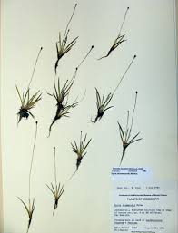 Image result for Xyris obscura