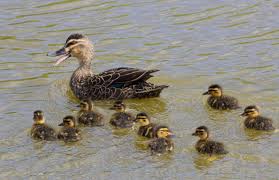 Mallard New Zealand Birds Online