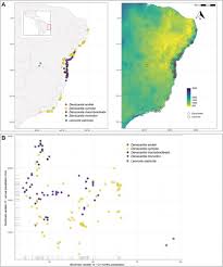 Image result for Spermacoce subvulgata