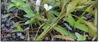 Image result for Ottelia ulvifolia