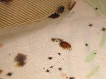 Image result for what to do with jewelry boxes for bed bug treatment