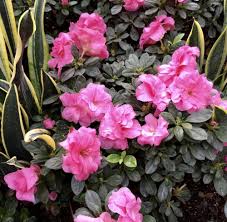 5 out of 5 stars. Azalea Rhododendron Yb 871 Remembrance In The Rhododendrons Database Garden Org