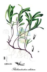 Image result for Cymodoceaceae