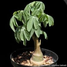 Image result for Adenia digitata