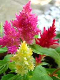 Image result for Celosia trigyna