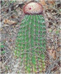 Image result for Tridentea marientalensis