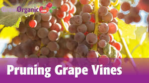 How to train grape vines. Pruning Grapes 1 Grapes Grape Vine Pruning Grape Vines