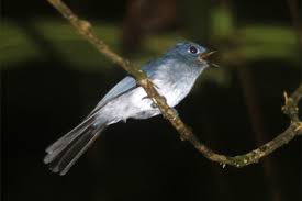 Maybe you would like to learn more about one of these? Seriwang Sangihe Burung Langka Di Dunia Yang Habitatnya Terancam Tambang Emas Mongabay Co Id Mongabay Co Id