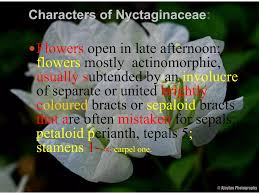 Image result for Nyctaginaceae
