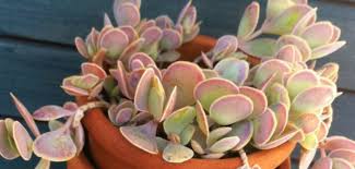 Image result for Crassula alticola