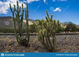 Añada un revestimiento de grava o guijarros sobre el abono para producir un aspecto. Cactus En Un Desierto En Mexico Foto De Archivo Imagen De Mexico Hermoso 169425430