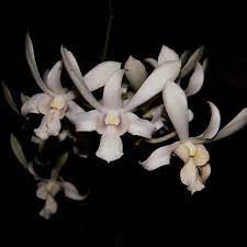 Dendrobium Rabbit White Dendrobium Orchids Orchids Orchid Plants