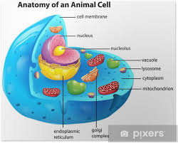 Anatomy Of An Animal Cell Poster Pixers We Live To Change