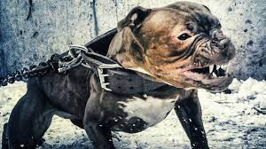 25 Most Dangerous Dog In The World Youtube