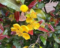 Image result for Ochna ovata