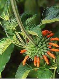 Image result for Leonotis