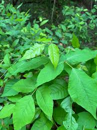 Image result for Dyschoriste radicans