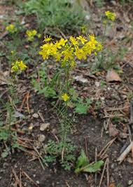 Image result for Rorippa