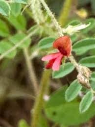 Image result for Indigofera colutea