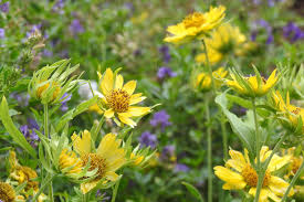 Image result for Verbesina encelioides