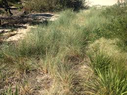 Image result for Entolasia