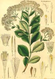 Image result for Pluchea