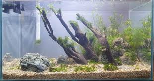 Hal ini ditunjukkan pada gambar foto 10r yang diperjelas pada gambar. Simple Aquascape Ukuran 40x20 Md Jaya Betta Stock Facebook