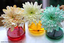 Don't use wilted flowers, since they might not be able to absorb water well. Colour Changing Flowers Science Experiment A Fun Science Project For Kids Messy Little Monster