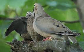 The incubation period for the eggs is about two weeks, and the baby birds will be able to leave the nest when they are about two weeks old, but the. Baby Mourning Doves Skinny In A Land Of Plenty