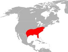 Red Wolf Wikipedia