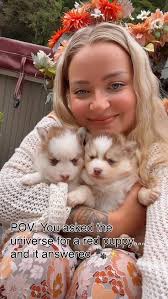 Double the red, double the cute! 🍓 These 4-week-old Pomsky babes are  officially taking re ser vations — snag your future sidekick before someone  else does 🐶✨ #RedHotPomskies #PomskyPuppyLove ...
