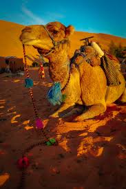 Where to go for camel trekking in morocco? Pin By Adam Runge On Travel Instagram Photo Instagram Photo