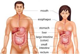 Effect Of Yoga On Digestive System Bahiranga Com