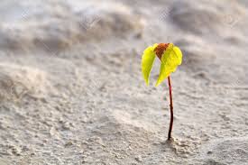 Shrub or small tree with aromatic, evergreen leaves. Small Rostock Of A Tree In Desert Stock Photo Picture And Royalty Free Image Image 6879799