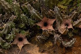 Image result for Huernia hislopii
