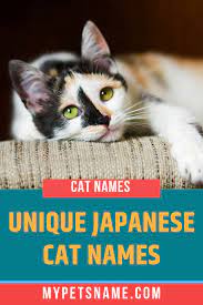 Unique Japanese Cat Names Japanese Cat Cat Names Cats