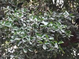Image result for Elaeodendron orientale