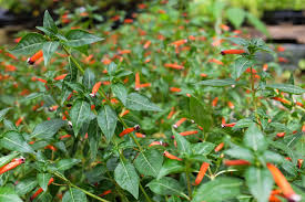 Image result for Cuphea ignea