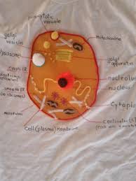 The red blood cells make up the blood, while the nerve cells make up the nervous system tissues. Pin By Jacqueline On Camiseta Celula Animal Cell Animal Cell Project Cells Project
