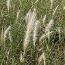 Image result for Monocymbium ceresiiforme