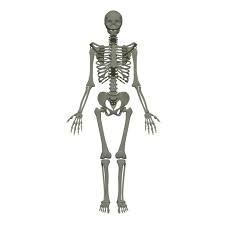 See also how many bones in. Bones In Human Body Types Of Skeleton And Bones Toppr Guides