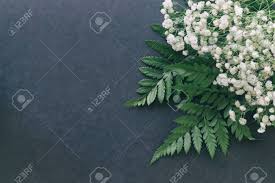 Baby's breath plants grow best in full sun, meaning at least six hours of direct sunlight on most days. Gypsophila White Baby S Breath Flower On Black Granite Table Stock Photo Picture And Royalty Free Image Image 142838317