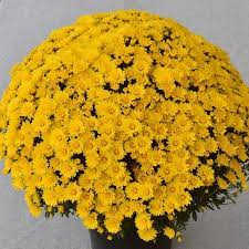 Check out our yellow mum selection for the very best in unique or custom, handmade pieces from our shops. Zinger Yellow Garden Mum