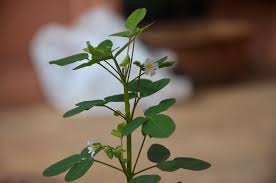 Image result for Oxalis barrelieri