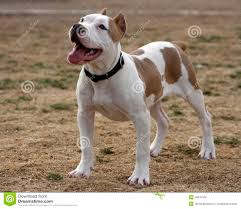 At the beginning, white pit bull ancestors were bred to fight bears and bulls in blood sports. American Pitbull Terrier White And Brown Pet S Gallery