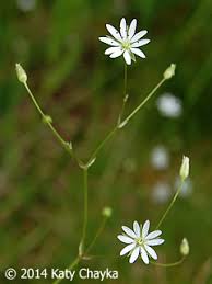 Image result for Stellaria sennii