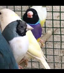 Feather Perfection Instagram Gouldianfinch Adana Birds Loves Birds Kings Birds Feather Perfection Bird Photography Bird Pictures Love Birds Painting