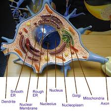 1000 Images About The Amazing Brain On Pinterest Protein Neuron Model Neurons Science Cells